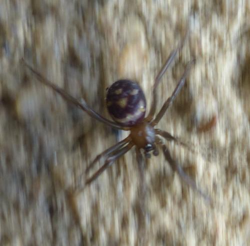Steatoda grossa